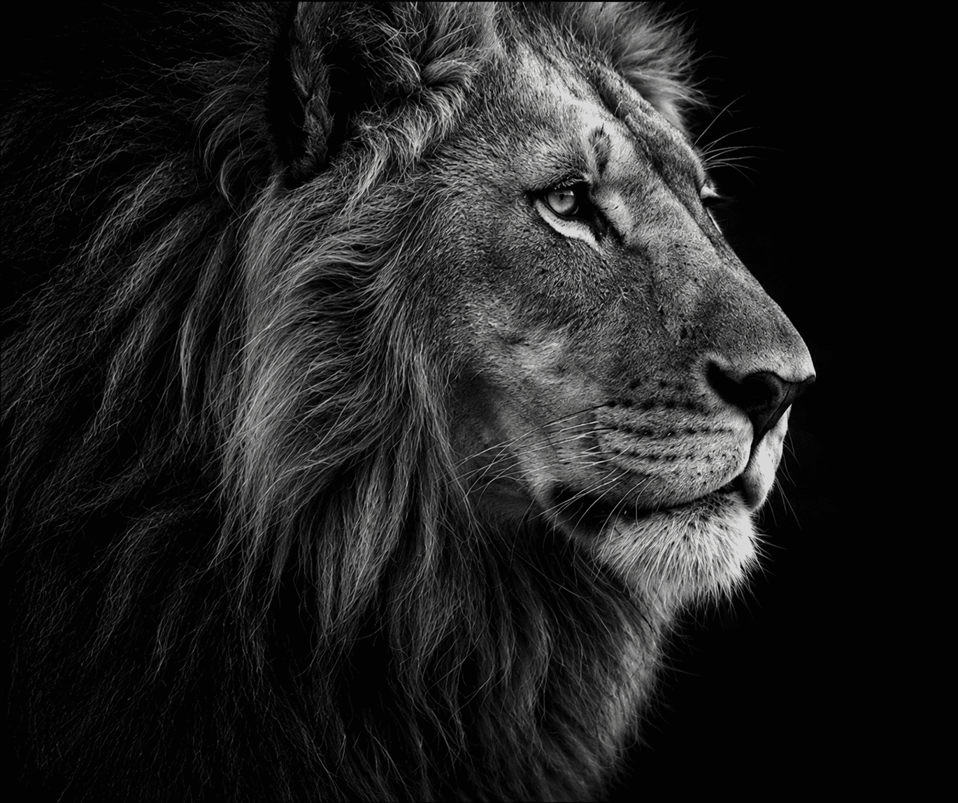 Lion - Strength and trust